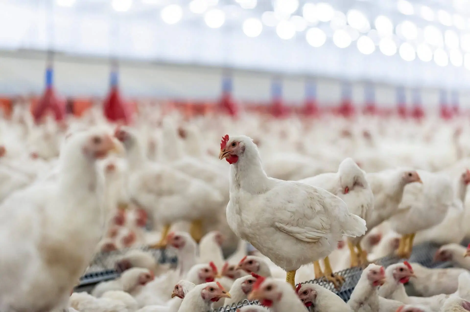 A crowded poultry farm with many white chickens inside.