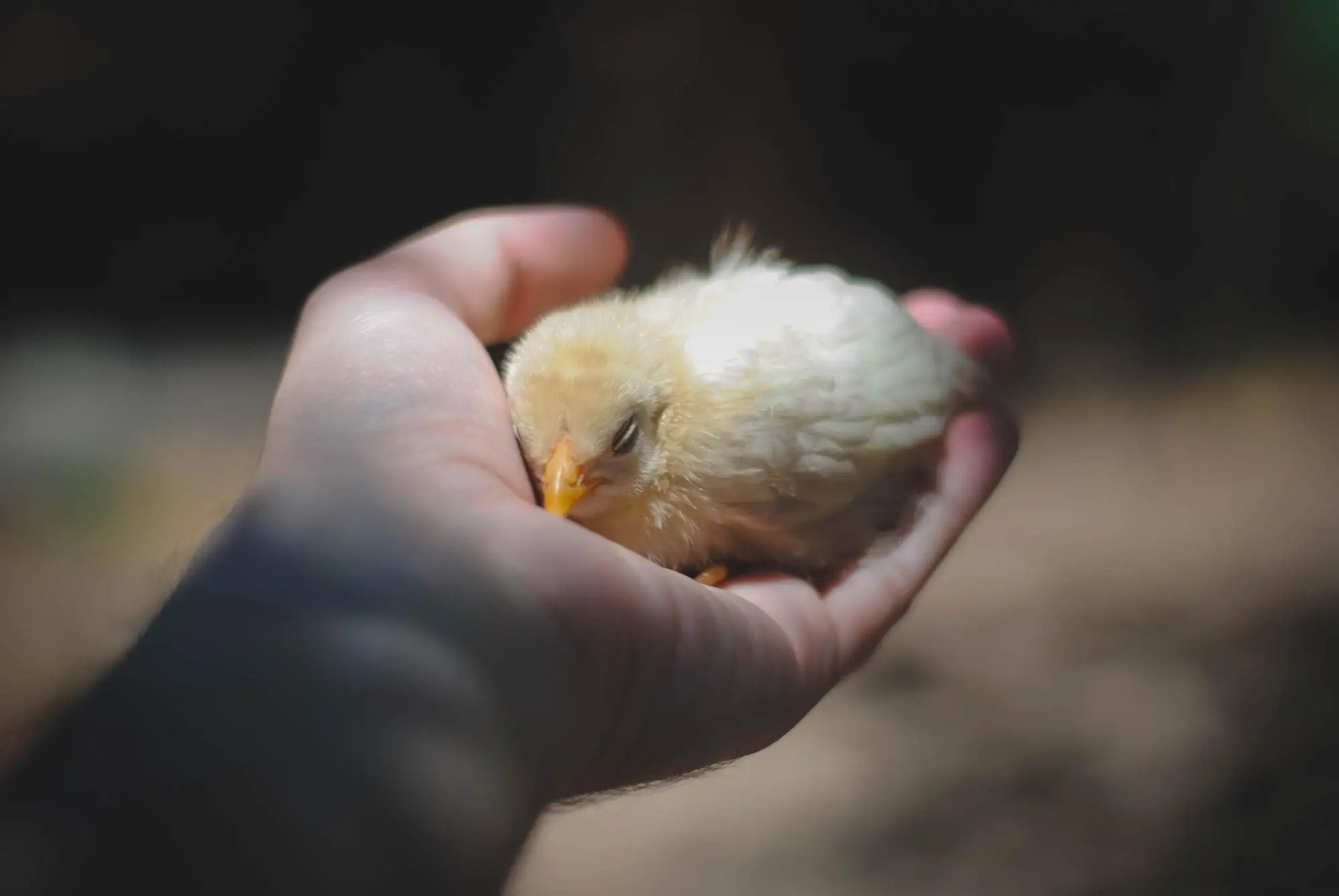 A small chick resting in a person's hand.