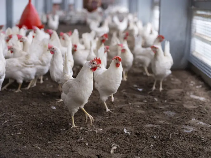 White chickens walking in a barn.
