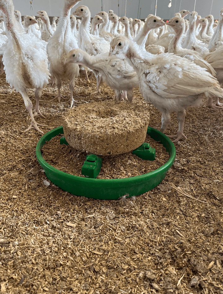 Young turkeys eating from a green feeder.