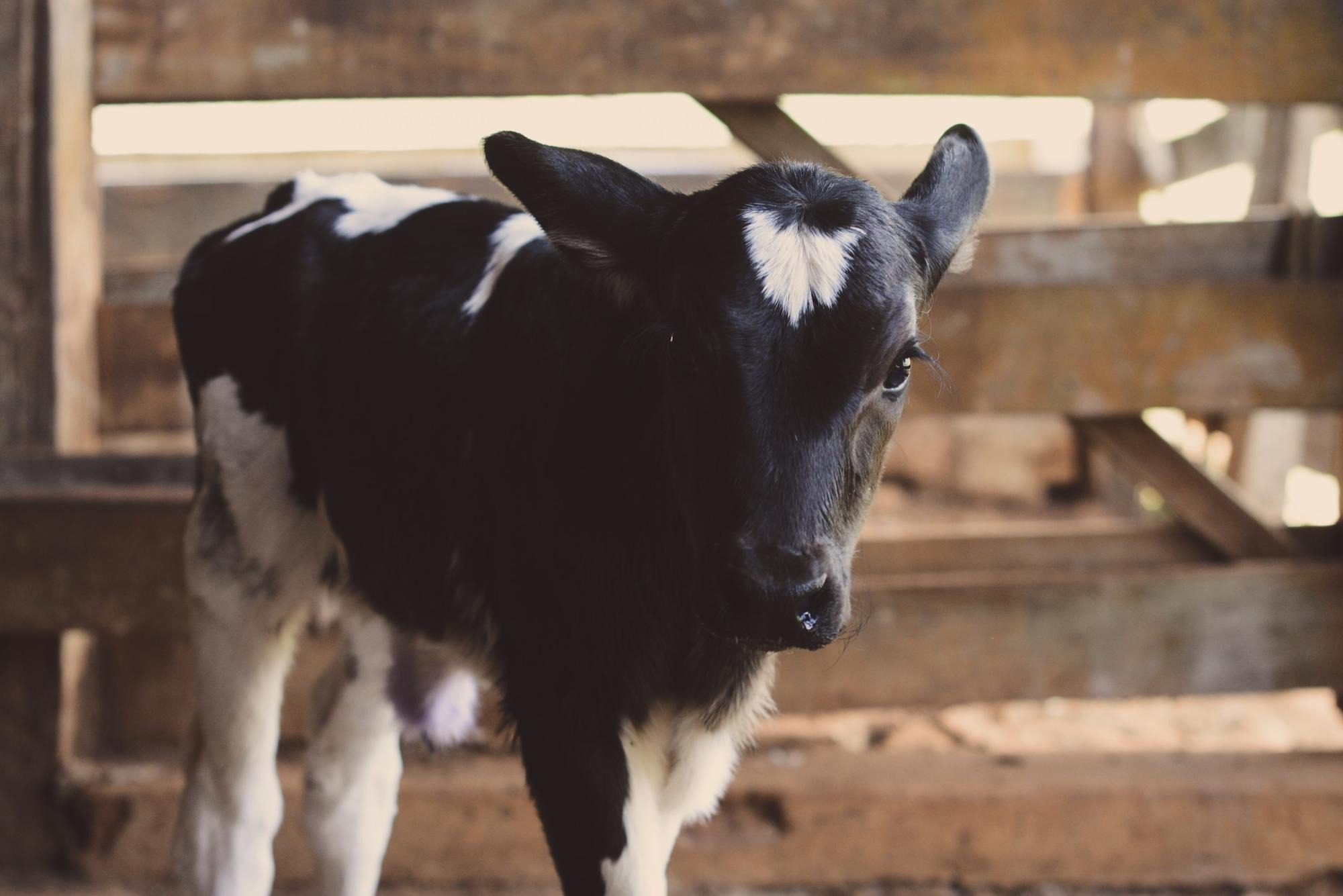A black and white calf standing indoors near wooden fencing.