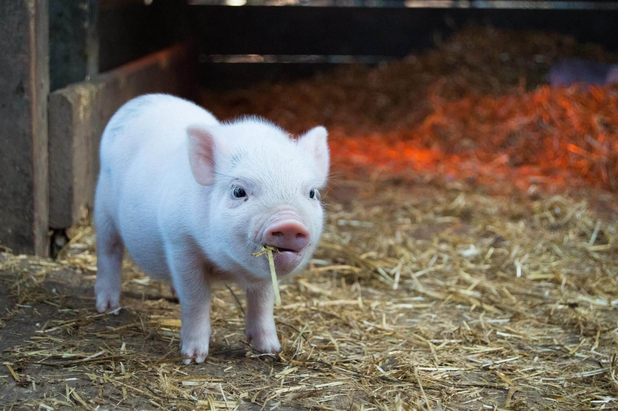 A small piglet stands on straw in a barn.