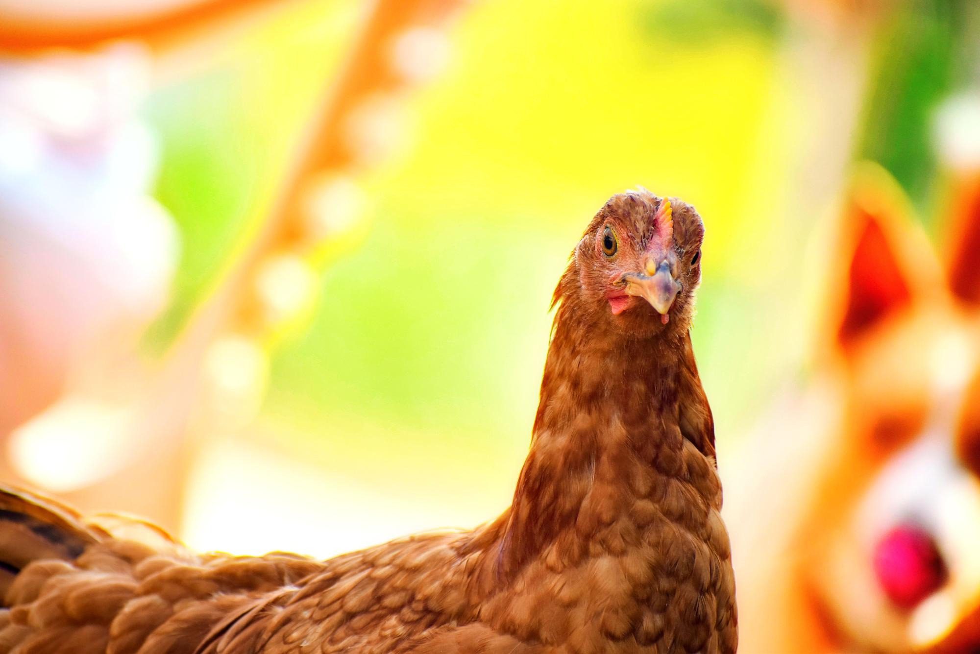 Close-up of a brown chicken with a blurred colorful background.
