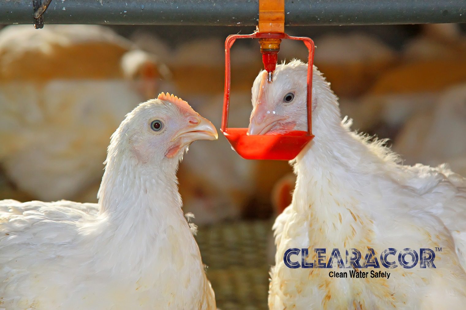 Two white chickens drinking water from a red feeder in a coop.