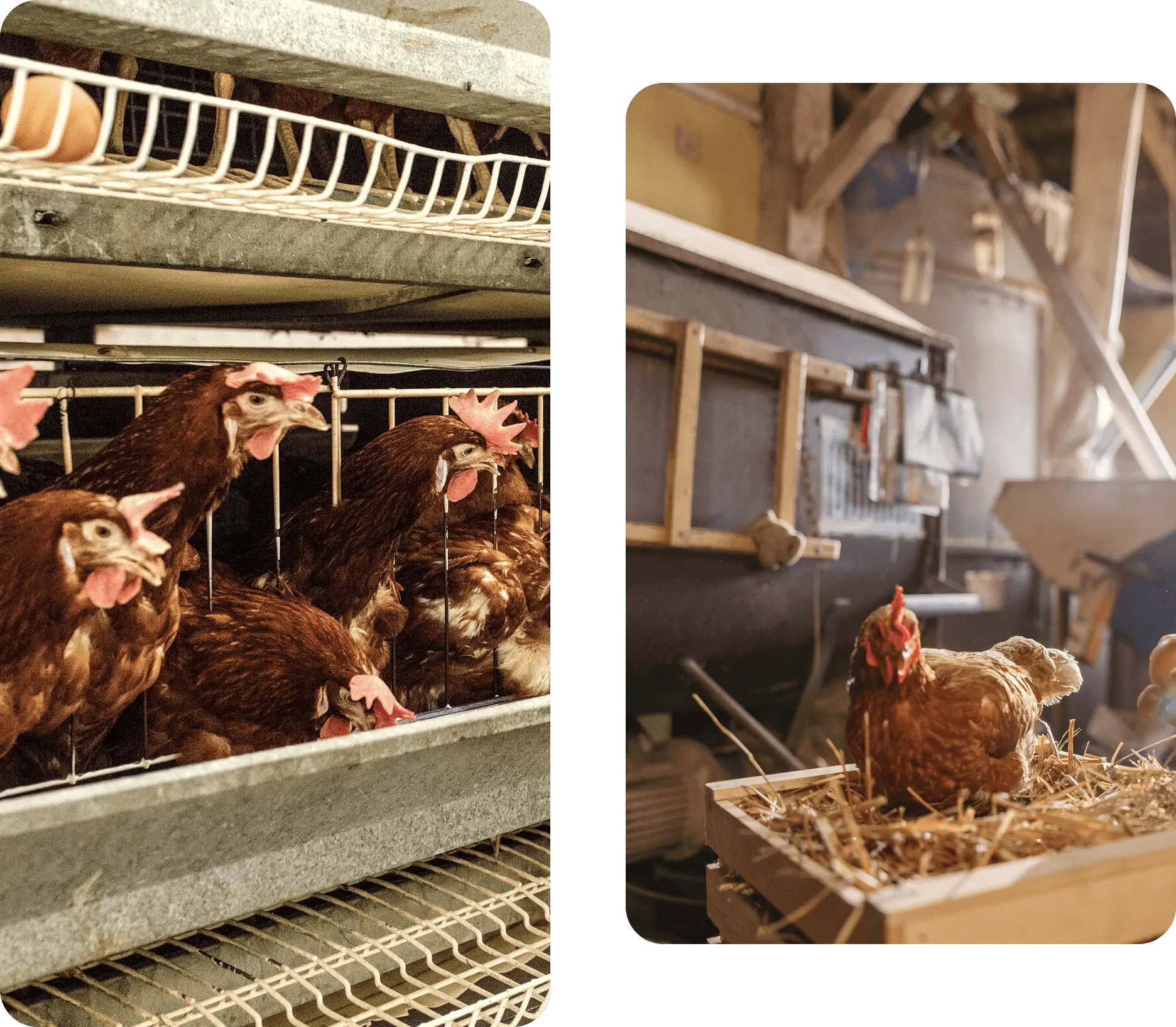 Chickens in cages and open coop environment.